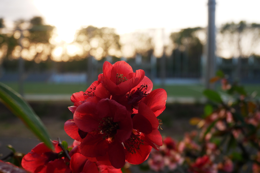 夕空とボケの花