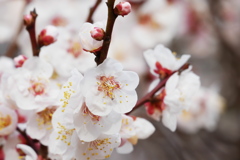 ほんの少しピンクな梅の花