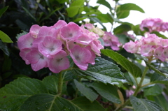 フレッシュ紫陽花に雨