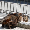 お腹の通過が最難関