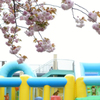 八重桜の下に・・・