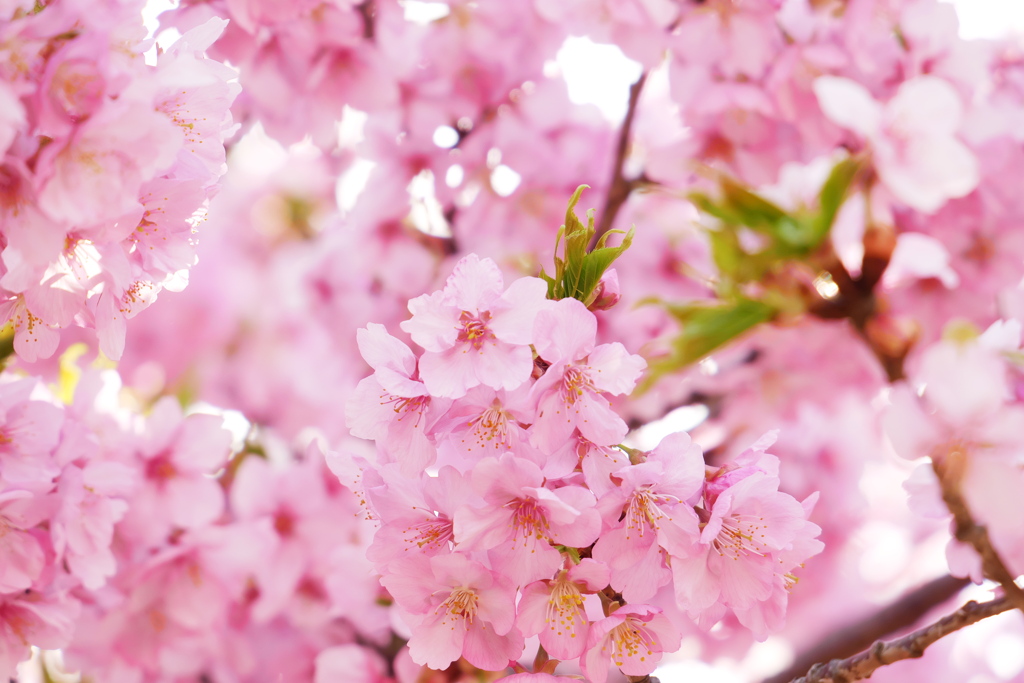 満開河津桜