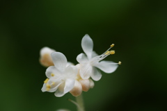 ヤブミョウガの白い花