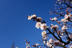 青天の下桜色の梅