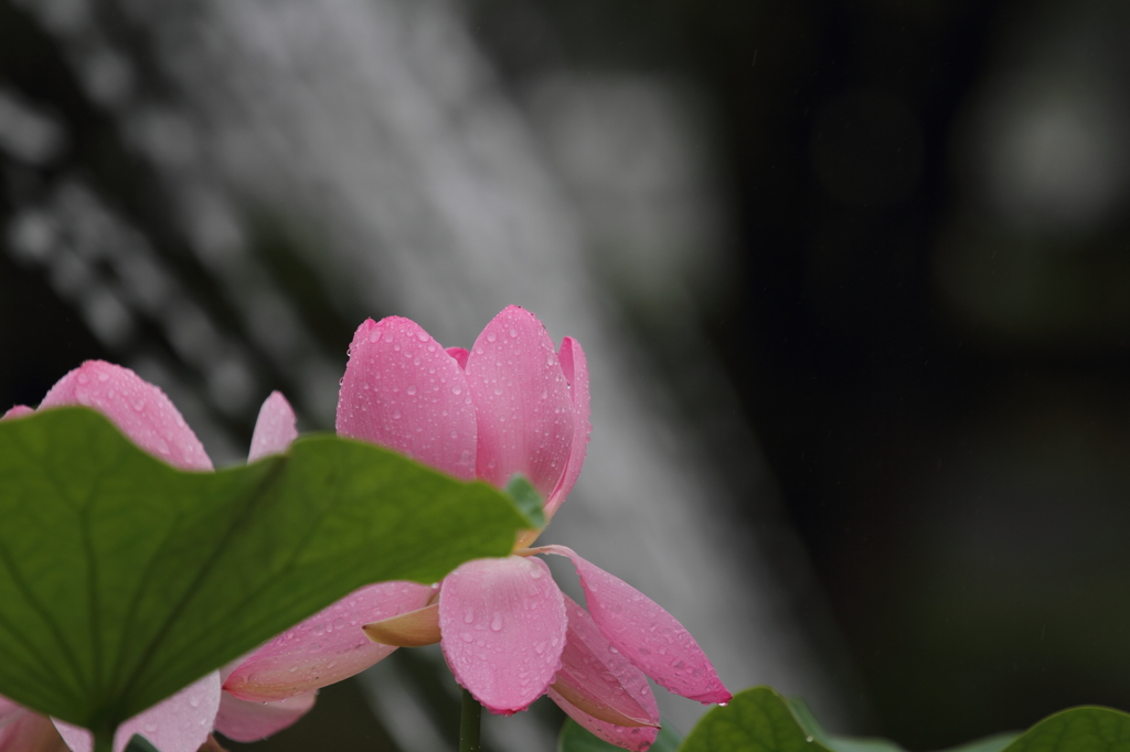 雨に咲く大賀蓮