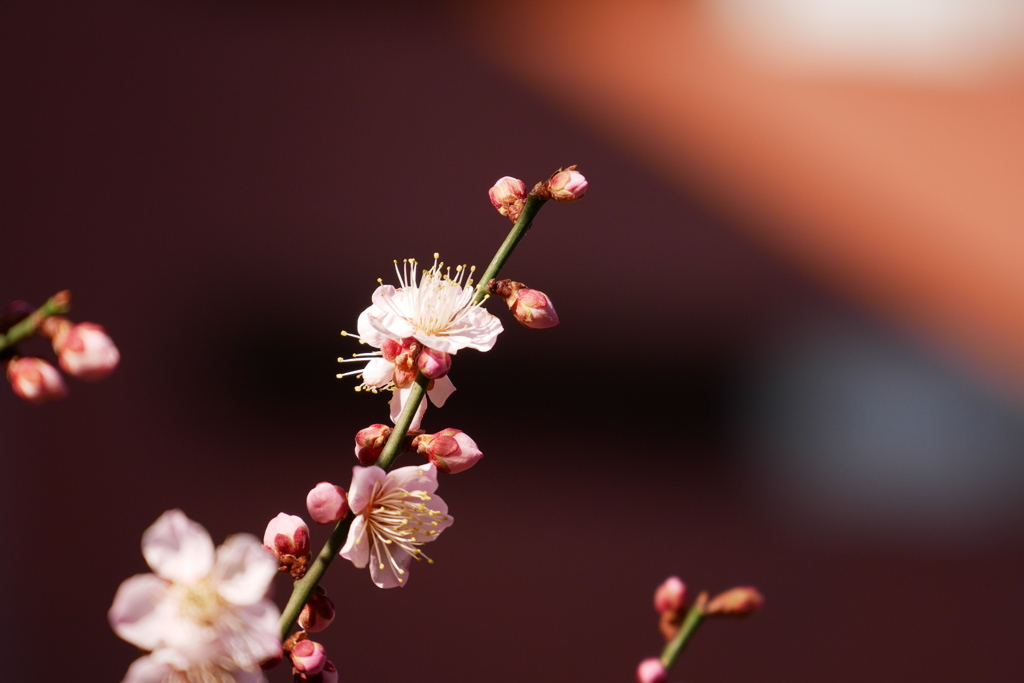 中央線が止まっても梅の花に癒される