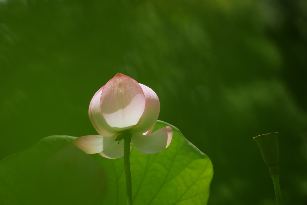 草叢から見上げる桜蓮