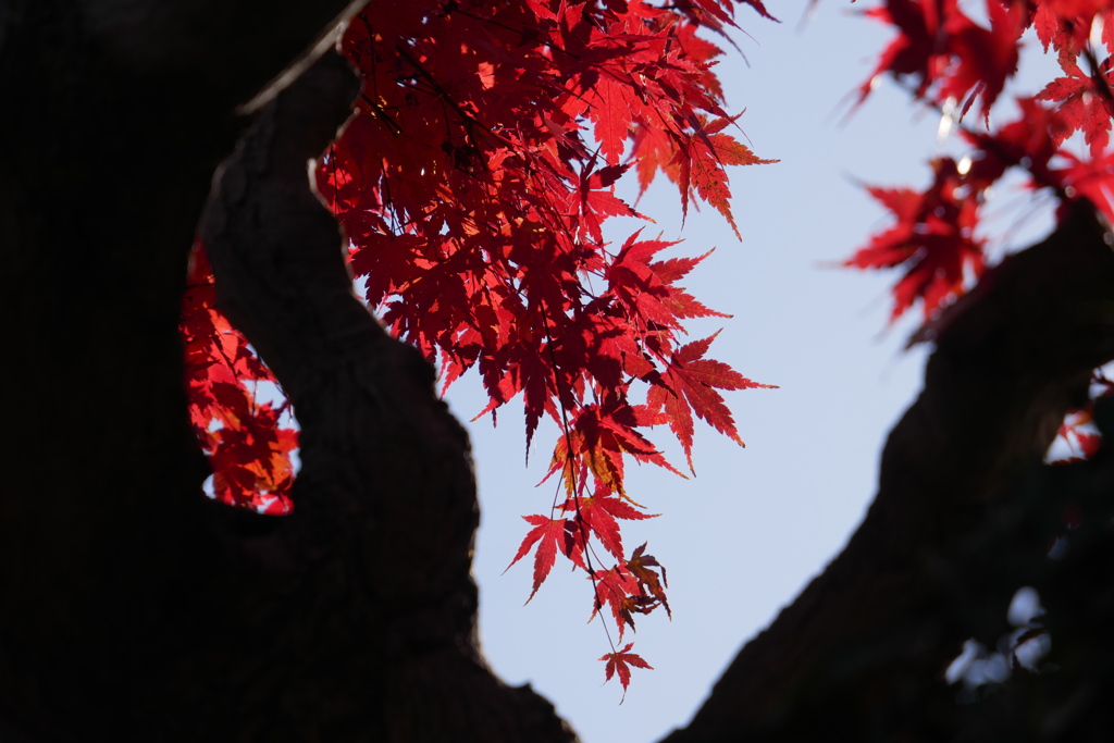 近所の紅葉