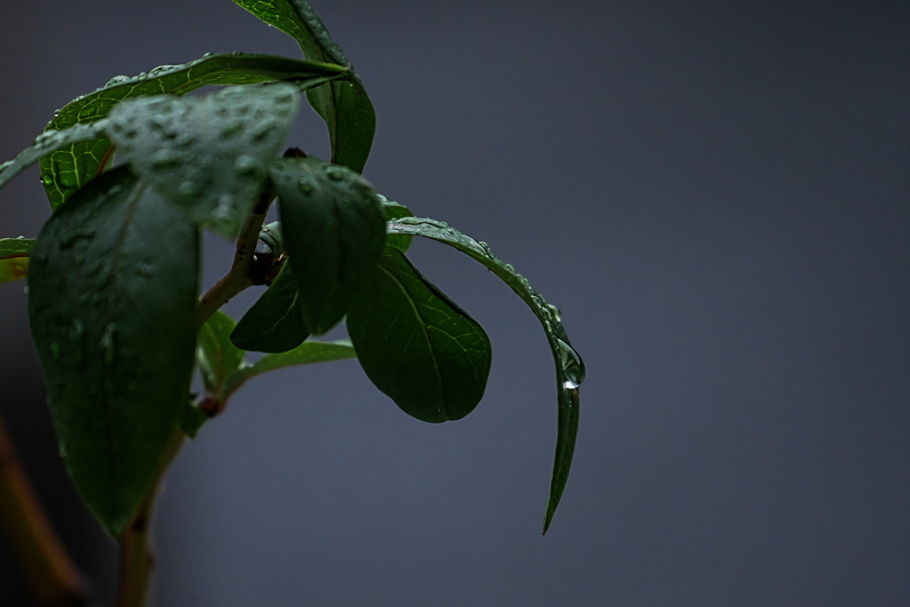 今日も雨……