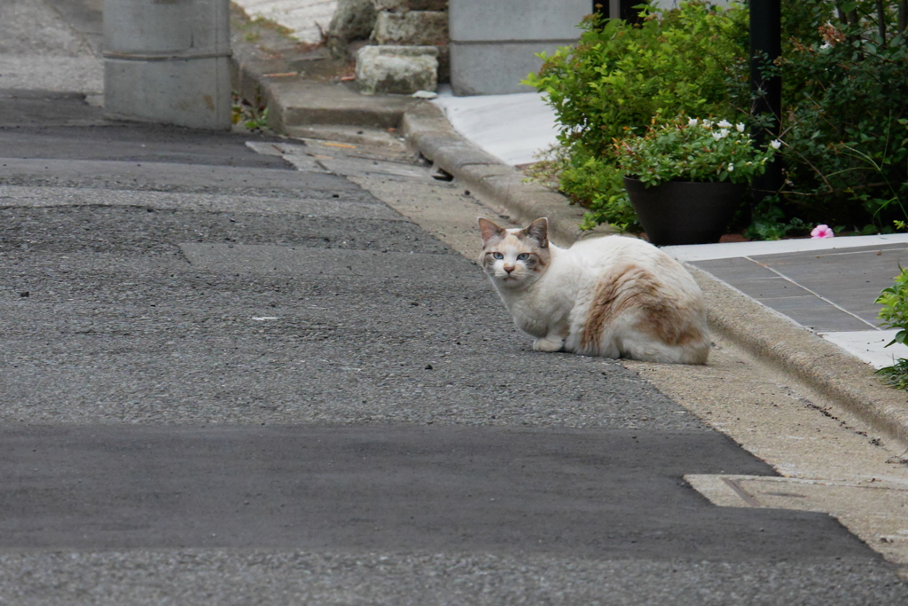 まだ警戒心を解かないシロちゃん