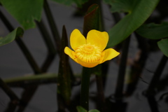 花びらにシベのカタチ