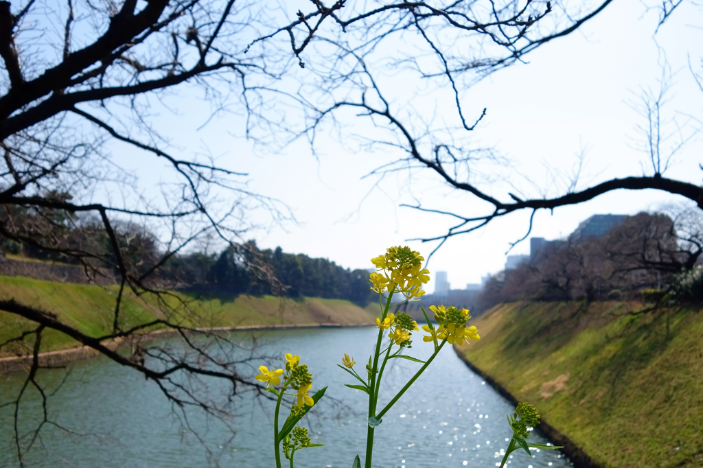 お堀と菜の花