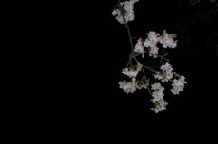 雨に濡れる夜桜