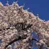青空の下咲き誇る
