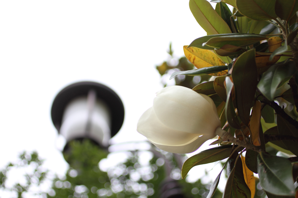 開花開始
