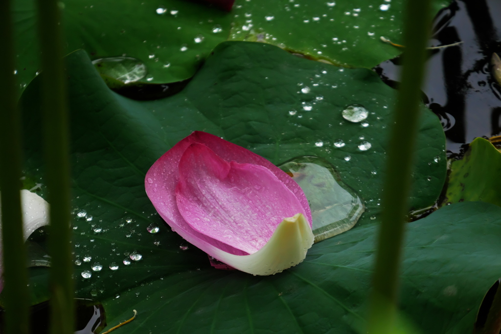 雨のハス池で