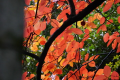 竹林から覗く秋の柿の葉