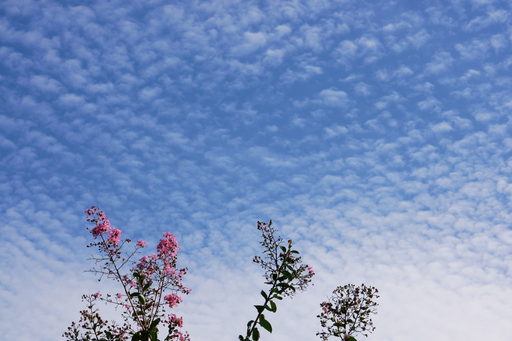 百日紅の上空は秋の雲