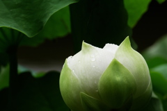 蕾　廬山白蓮