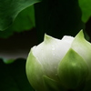 蕾　廬山白蓮