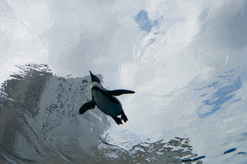 「キミは空飛ぶペンギンを見たか？」に誘われて