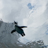 「キミは空飛ぶペンギンを見たか？」に誘われて