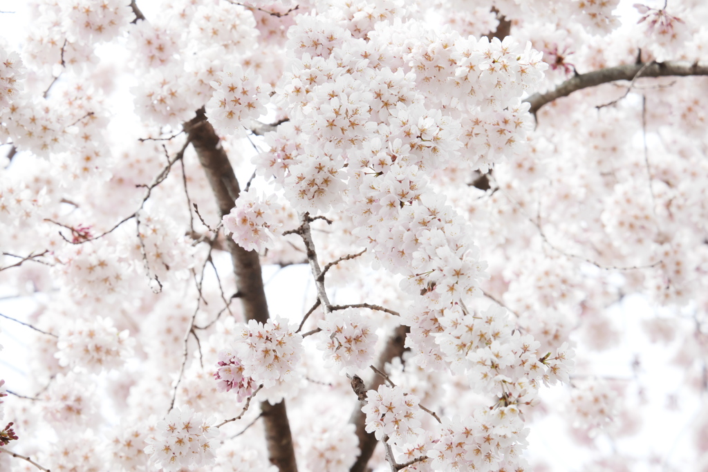 一面淡い桜色