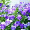 五月の花壇
