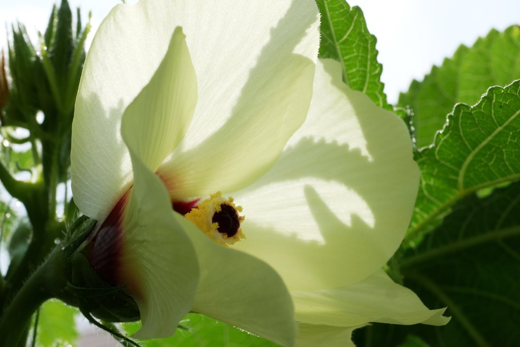 オクラの花にオクラの影