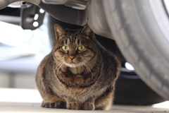 警戒心は解かないものの少し穏やかな顔になる瞬間