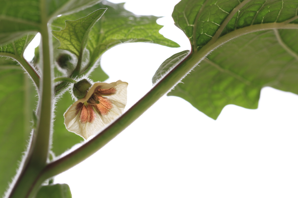 早く実になれホオズキの花