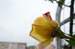 雨に咲く黄色いバラ