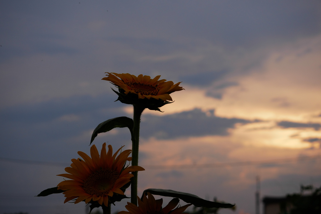 夕暮れの向日葵