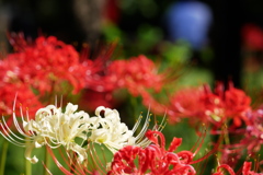 彼岸花 紅 in 白