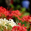 彼岸花 紅 in 白