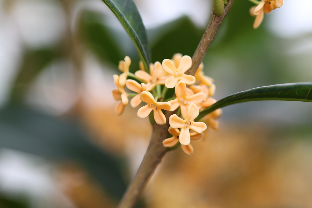 今年も沢山の花を・・・♪