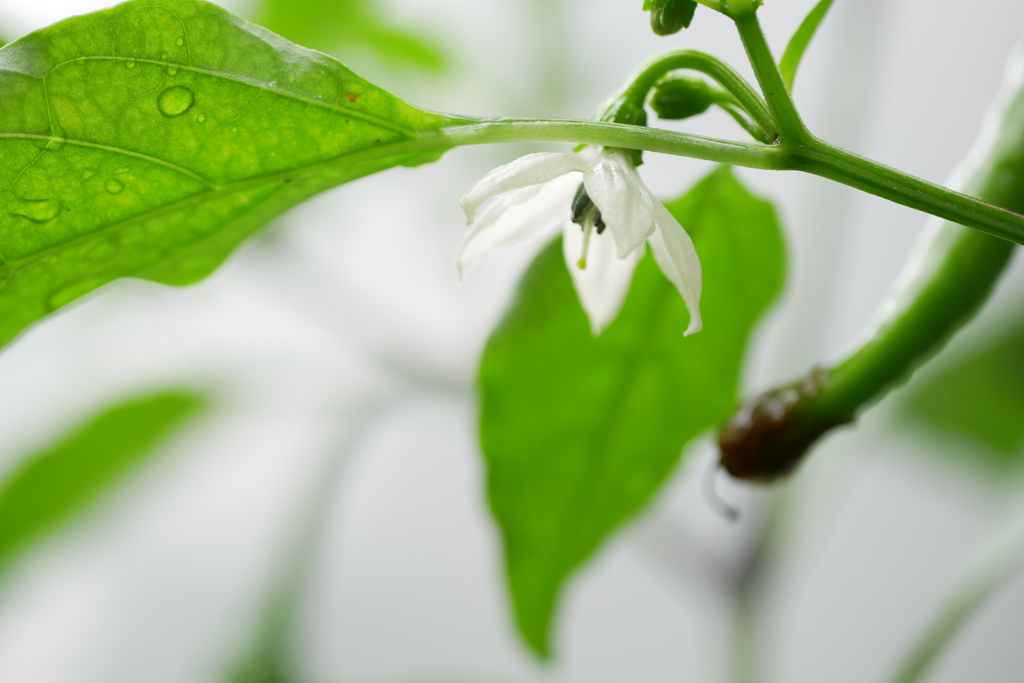 雨に濡れる伏見トウガラシの花