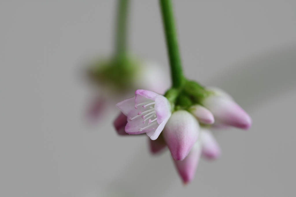 寄ってみたミゾソバの花