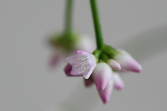 寄ってみたミゾソバの花