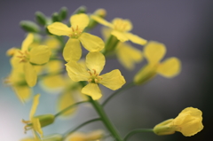 ぐんぐん背が高くなって開花した芽キャベツ