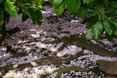 木洩れ日と桜の名残