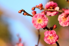 紅梅、西日のコントラスト