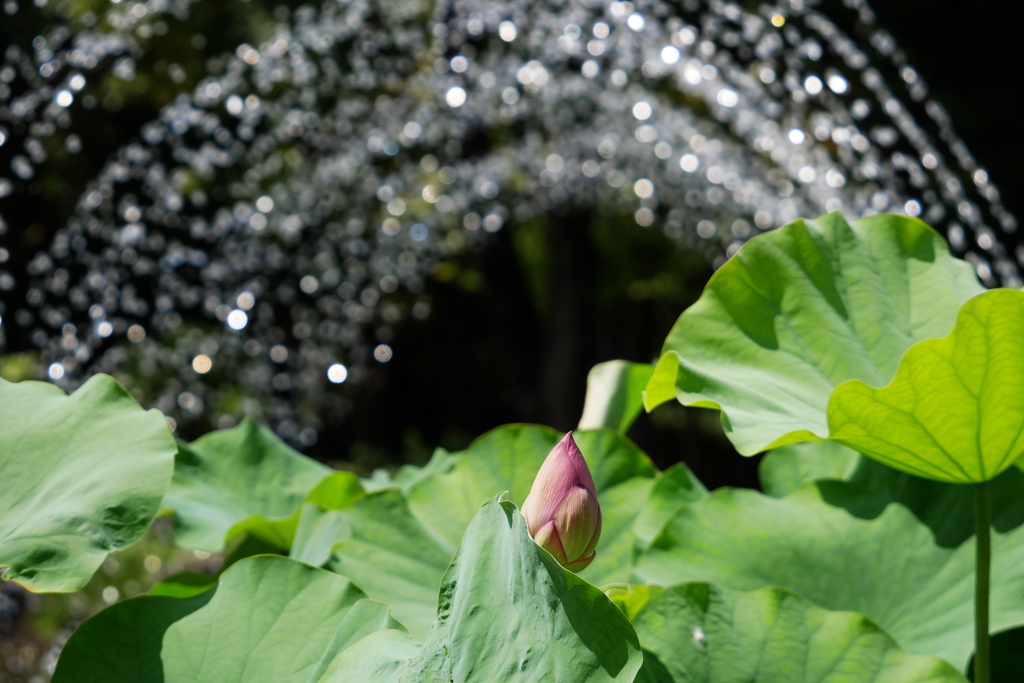 歓迎のアーチが開花を促す