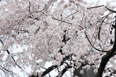 枝垂桜見ごろの一本