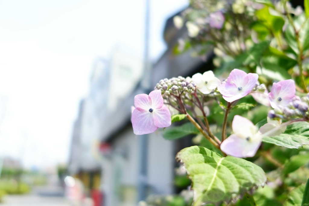 咲き始めた紫陽花　28mm相当F2での背景