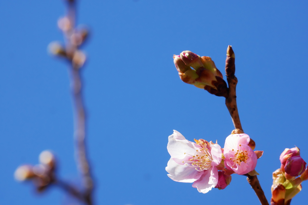 開花し始めた河津桜