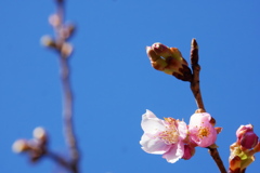 開花し始めた河津桜