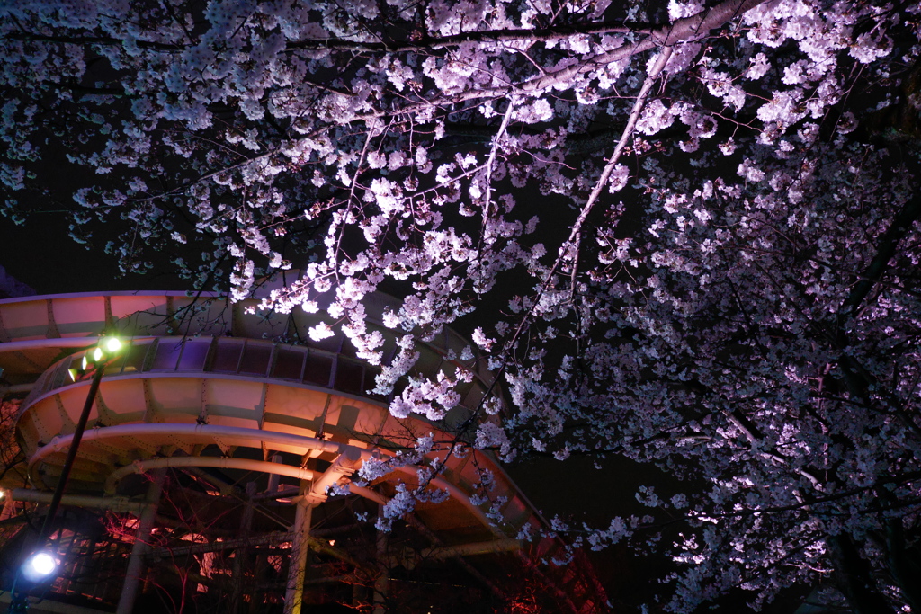 遊園地の夜桜