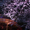 遊園地の夜桜