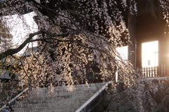 枝垂桜に西日を透かす